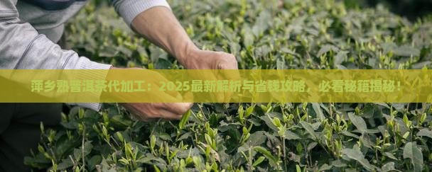 萍乡熟普洱茶代加工