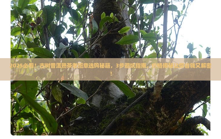 古树普洱熟茶老班章