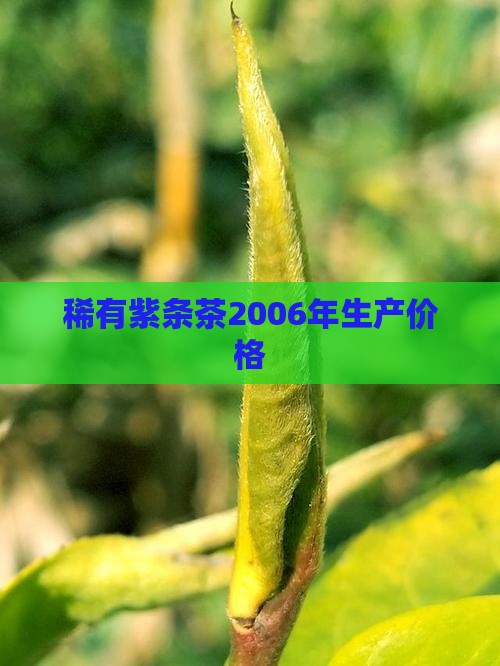 稀有紫条茶2006年生产价格