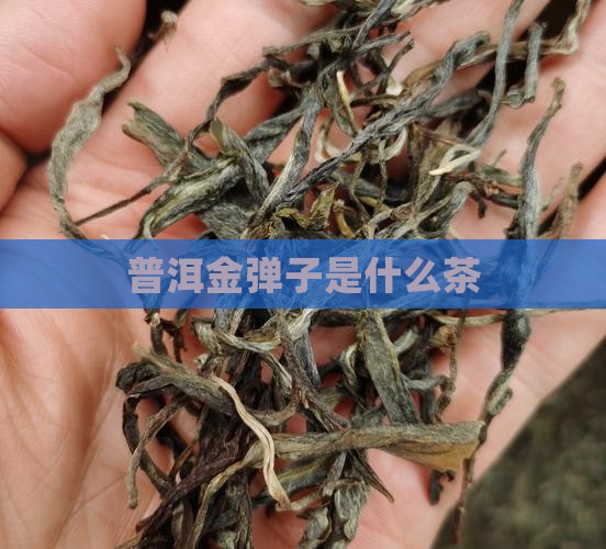 普洱金弹子是什么茶
