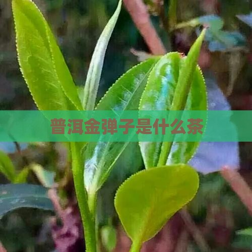 普洱金弹子是什么茶