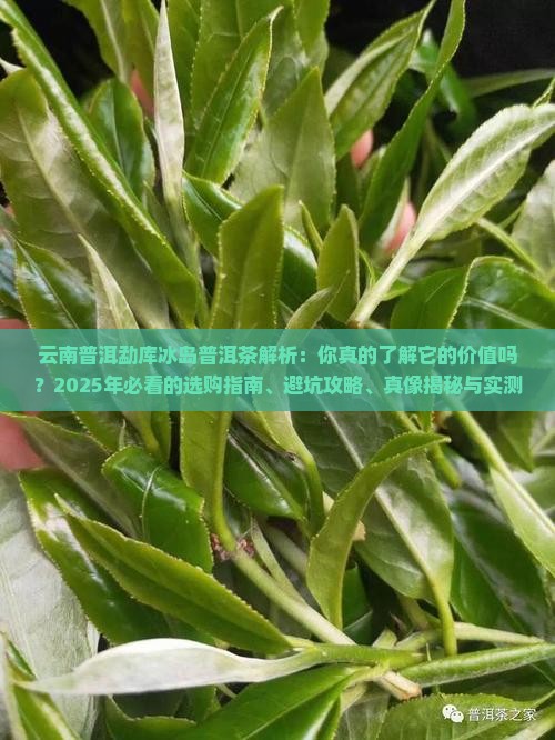 云南普洱勐库冰岛普洱茶