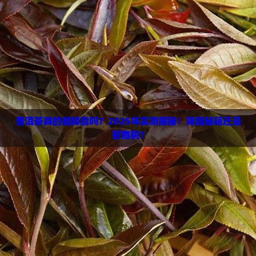 普洱茶可以降脂吗