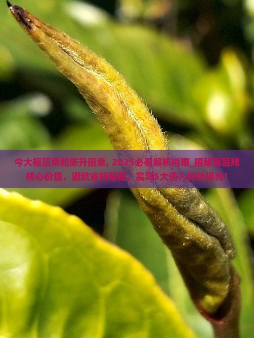 今大福班章和陈升班章
