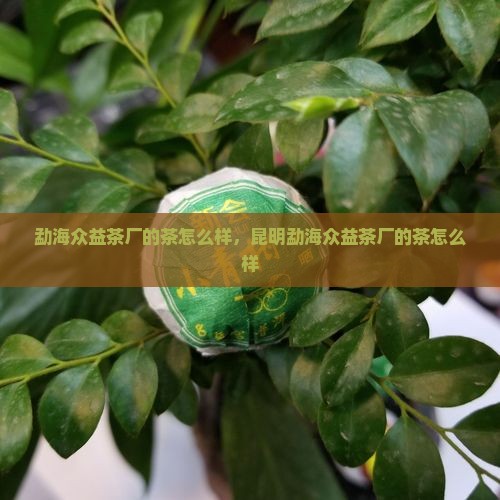 勐海众益茶厂的茶怎么样