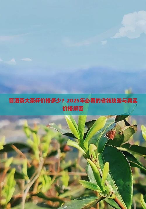 普洱茶大茶杯价格多少