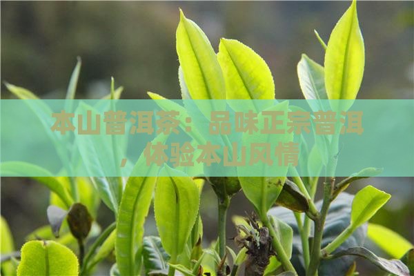 本山绿嘎子普洱茶