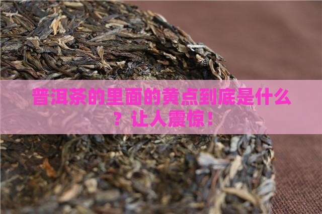 普洱茶的里面的黄点