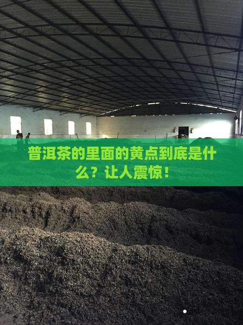 普洱茶的里面的黄点
