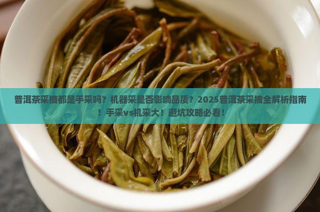普洱茶采摘都是手采吗还是手采