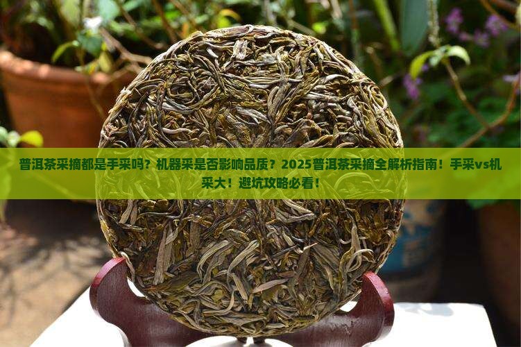 普洱茶采摘都是手采吗还是手采