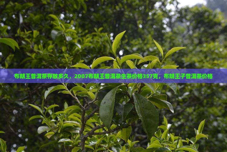 布朗王普洱茶存放多久