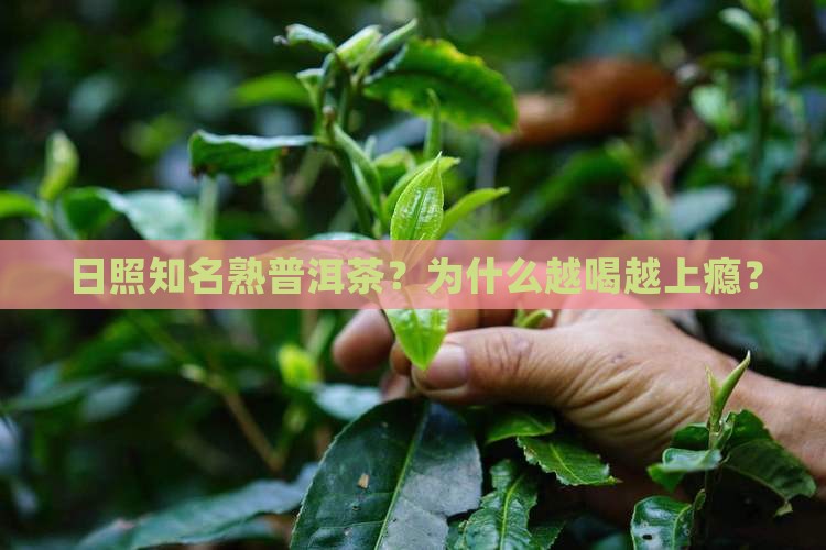 日照知名熟普洱茶