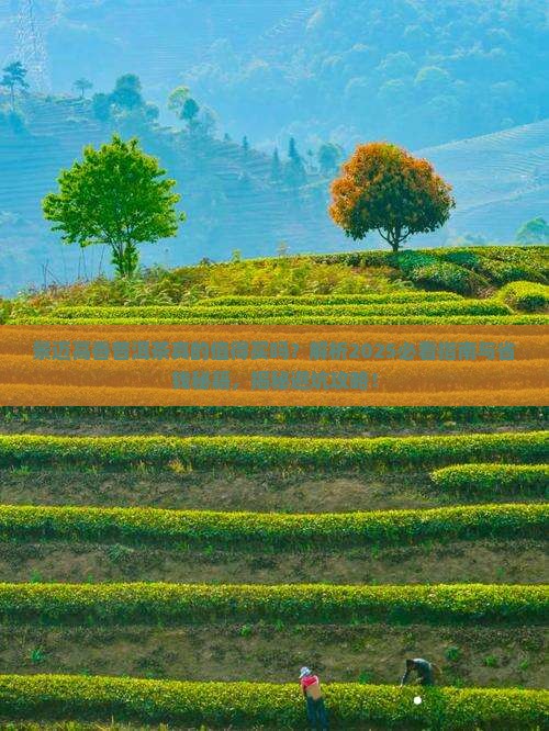 景迈高香普洱茶