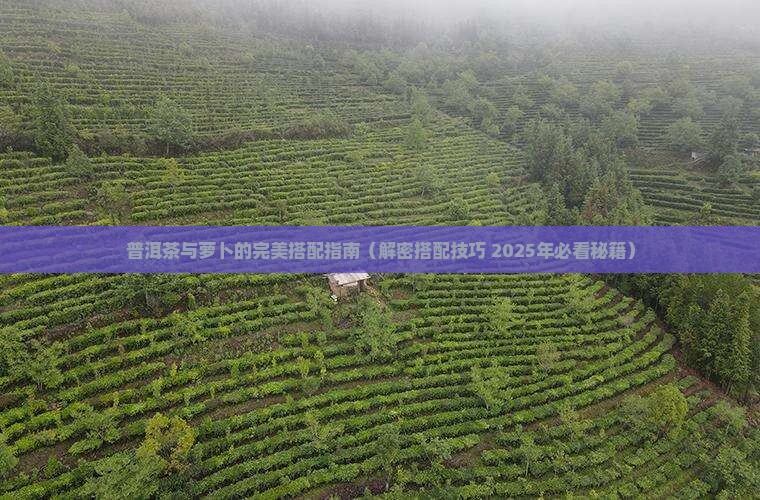 普洱茶和萝卜叶一起煮