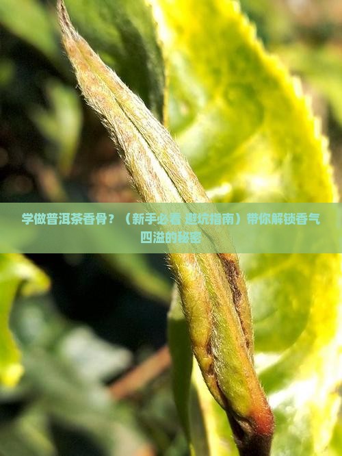 学做普洱茶香骨