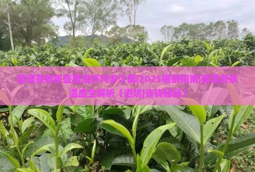普洱茶放茶壶里泡好吗多少度