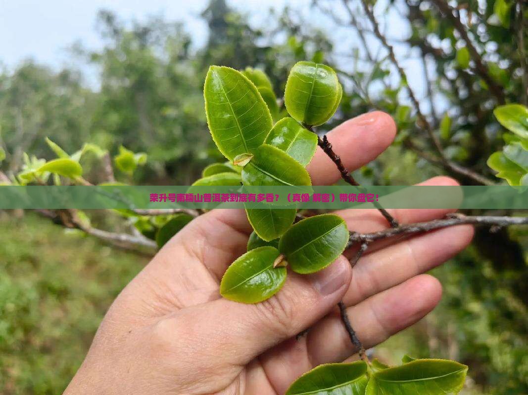 荣升号南糯山普洱茶特点