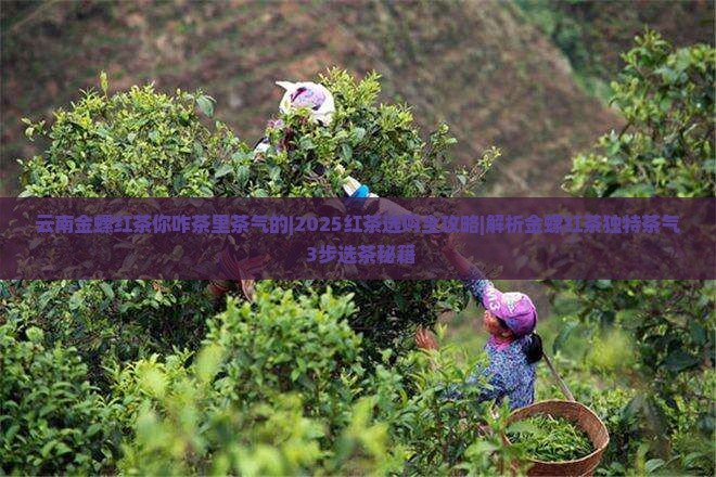 云南金螺红茶你咋茶里茶气的
