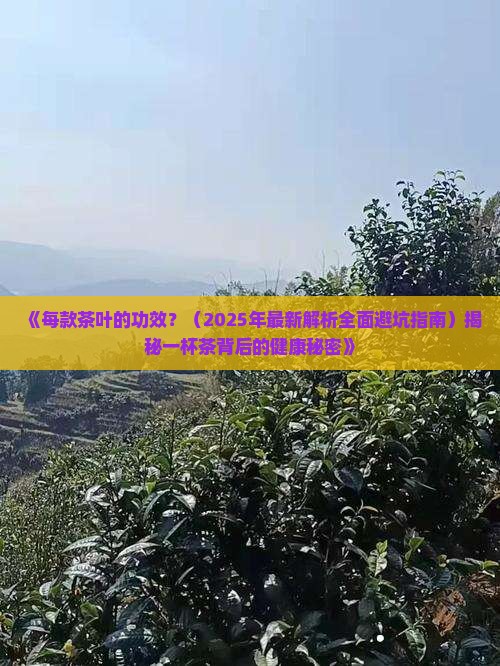 每款茶叶的功效