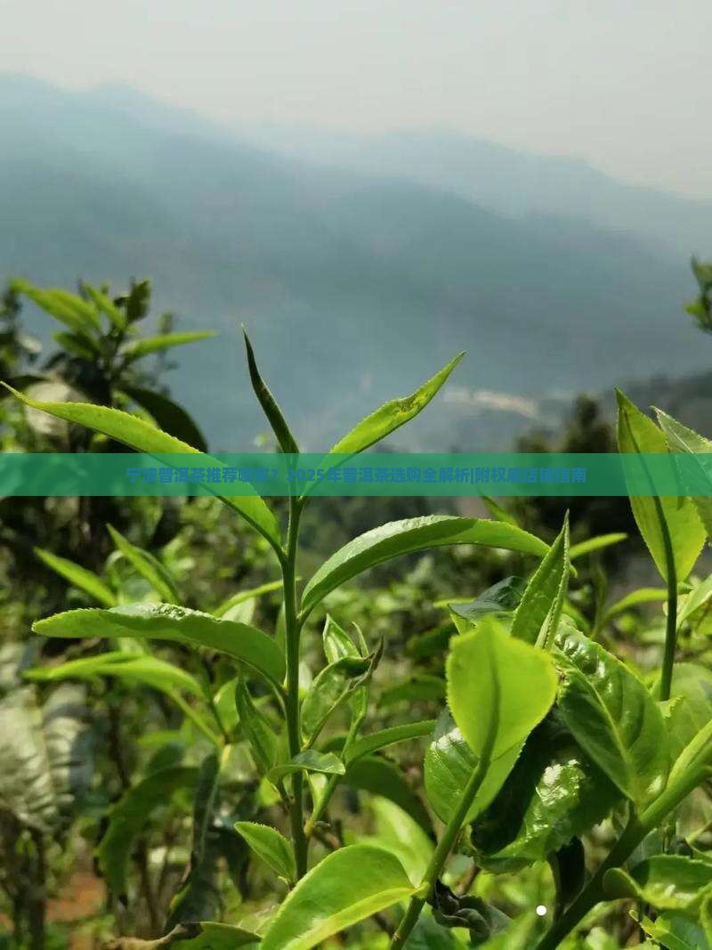 宁波普洱茶推荐哪家