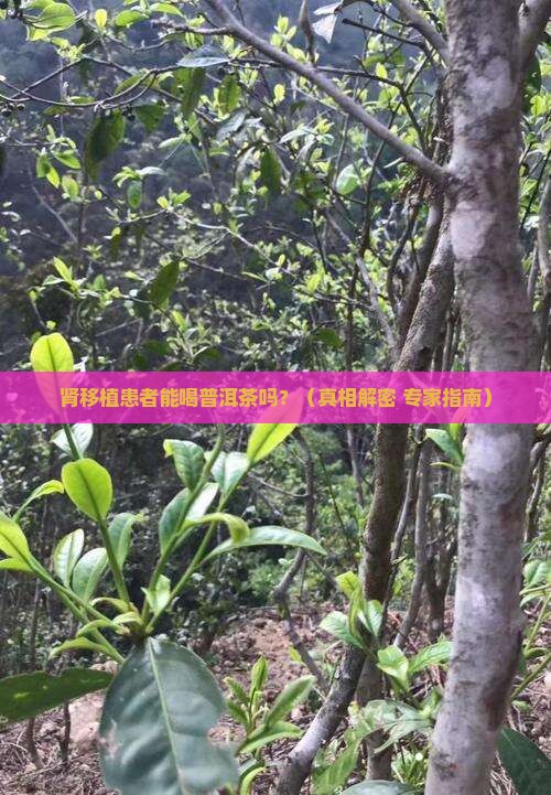 肾移植患者能喝普洱茶吗