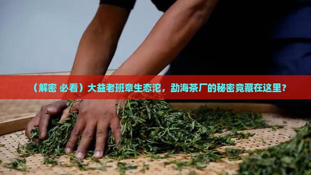 大益老班章生态沱勐海茶厂
