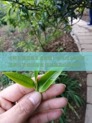 购买购普洱茶天津老板