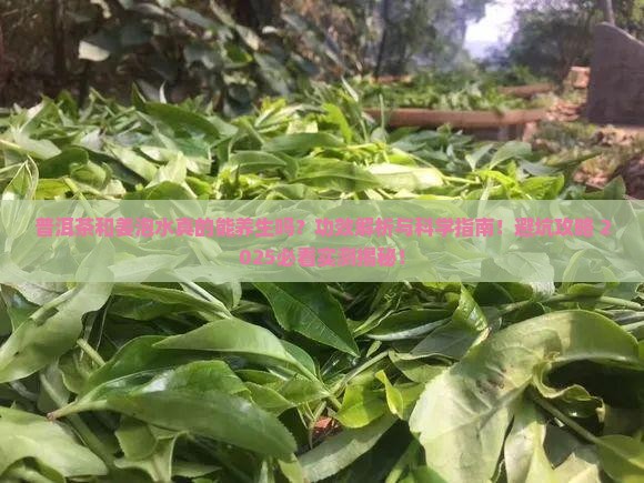 普洱茶和姜泡水的功效