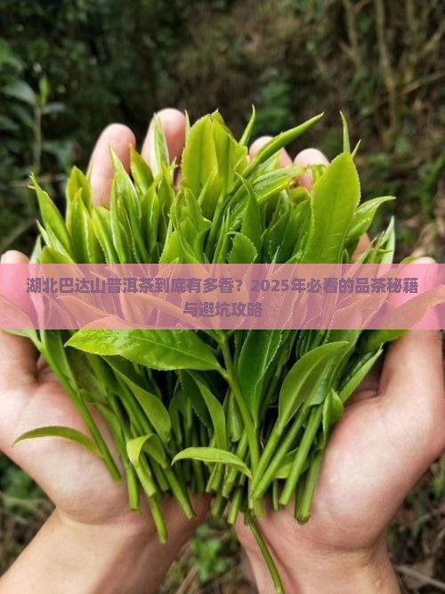 湖北巴达山普洱茶