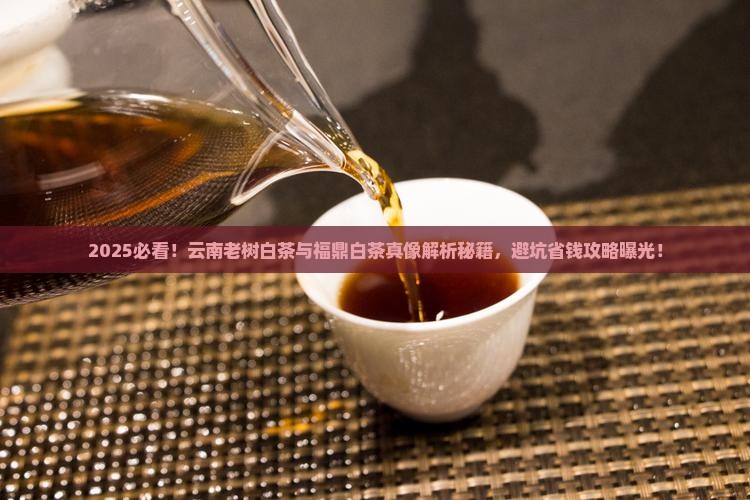 云南老树白茶与福鼎白茶区别
