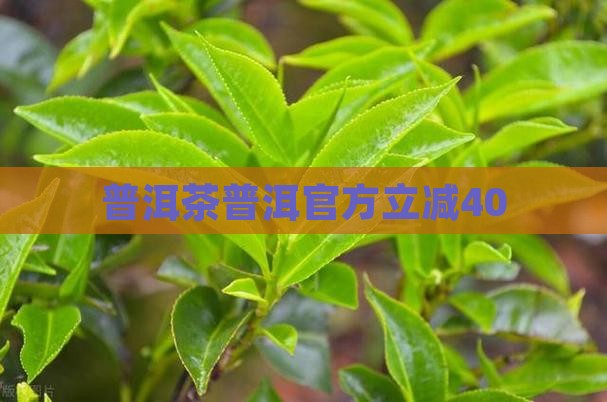 普洱茶官方立减40