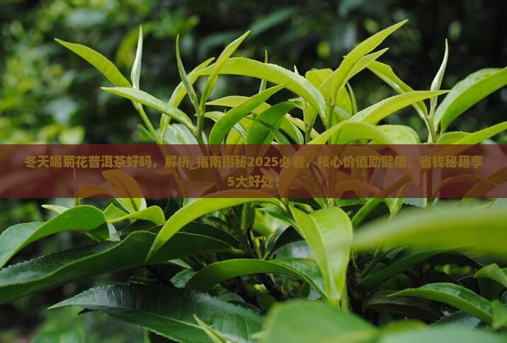 冬天喝菊花普洱茶好吗