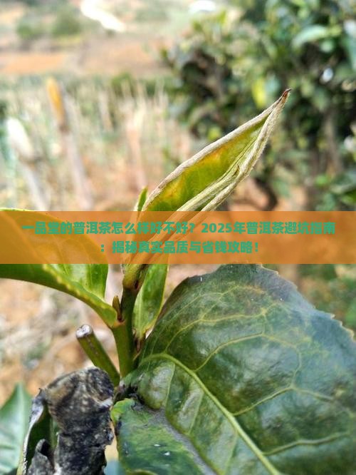 一品堂的普洱茶怎么样好不好
