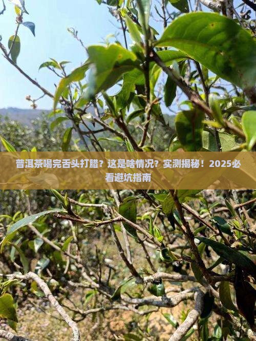 普洱茶喝了舌头打腊
