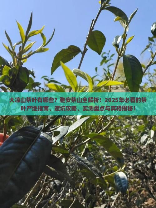 大凉山茶叶有哪些雅安茶山