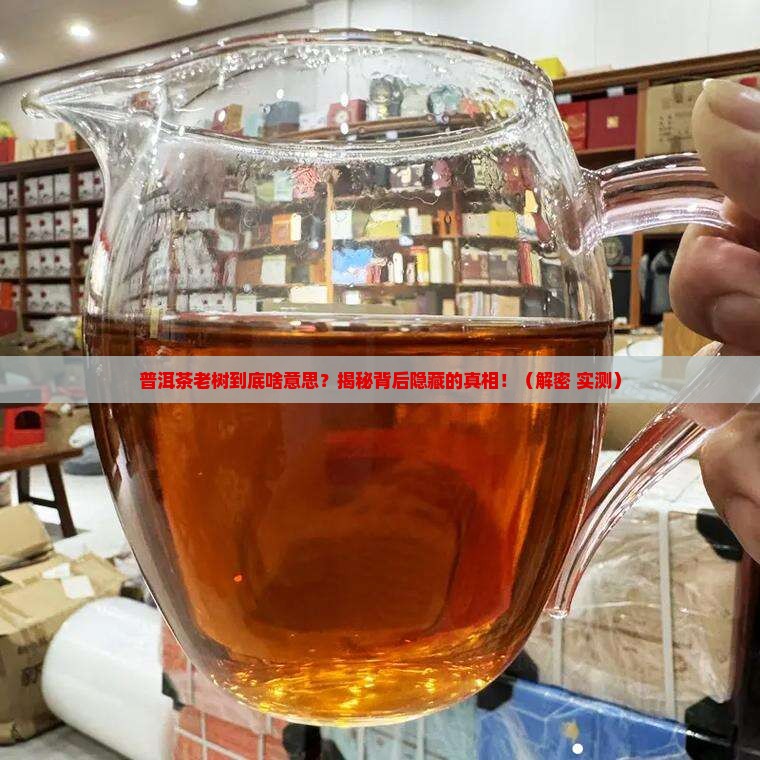 普洱茶老树是什么意思啊