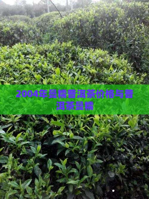 2004年曼糯普洱茶