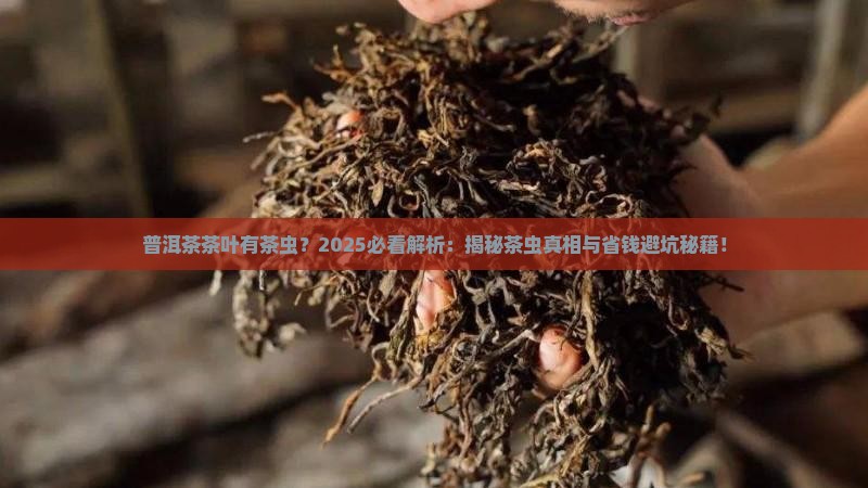 普洱茶茶叶有茶虫