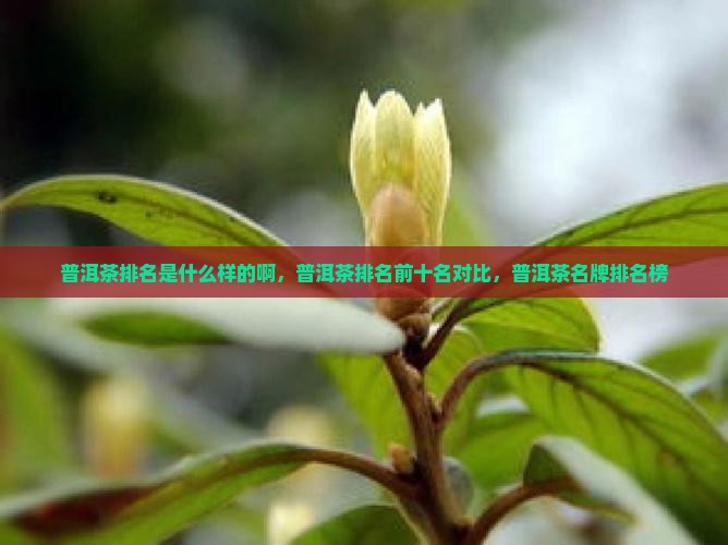 普洱茶排名是什么样的啊