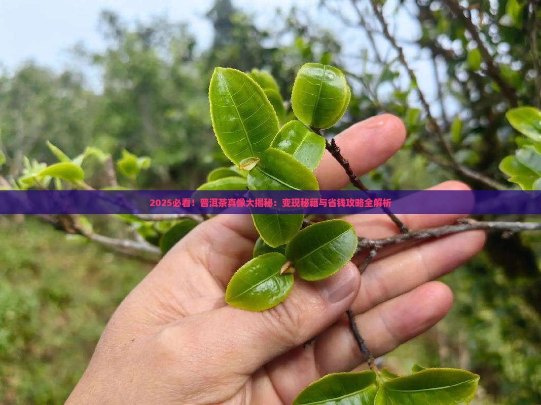 普洱茶好变现吗