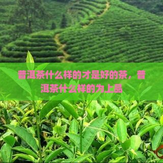 普洱茶什么样的才是好的
