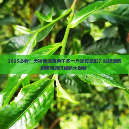 两千多一斤的天福普洱茶如何