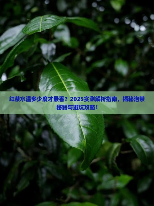 红茶用几度的水泡好