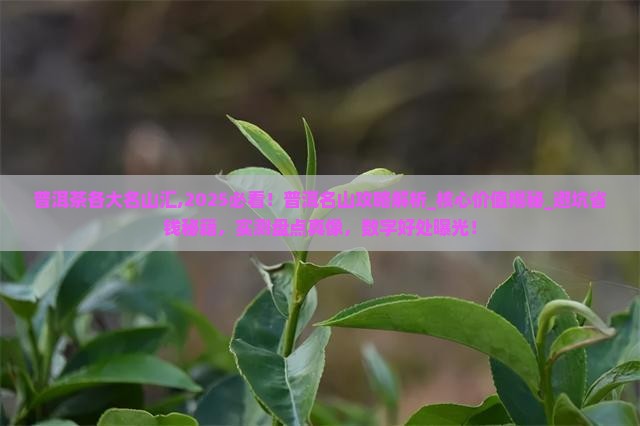 普洱茶各大名山汇