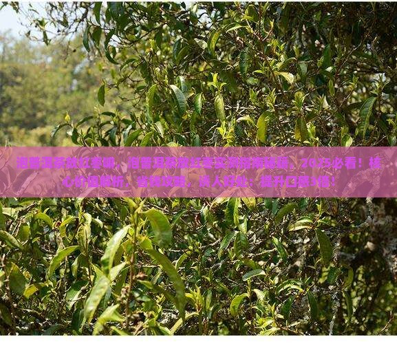 泡普洱茶放红枣嘛