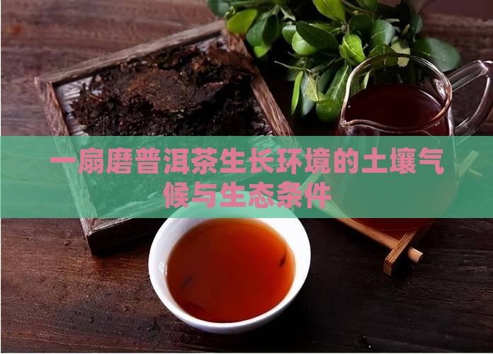 一扇磨普洱茶生长环境