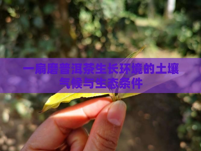 一扇磨普洱茶生长环境