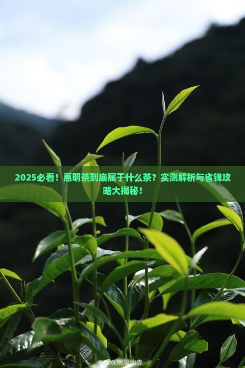 惠明茶属于什么茶