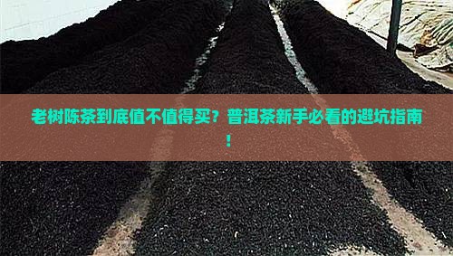 老树陈茶普洱茶